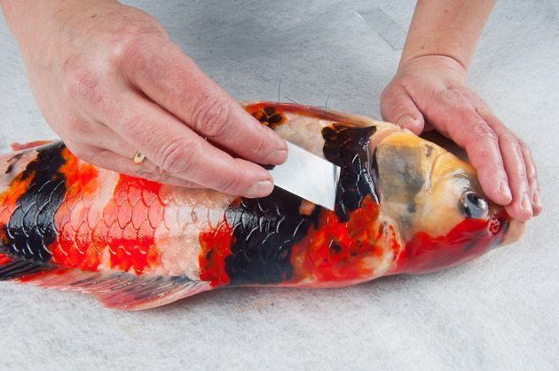 Detailaufnahme eines Zierfisches