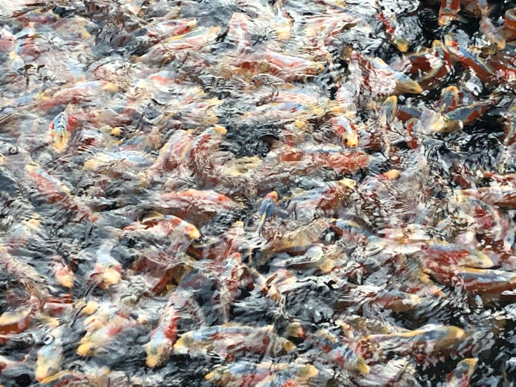 Farbenfrohe Koi-Fische im Teich