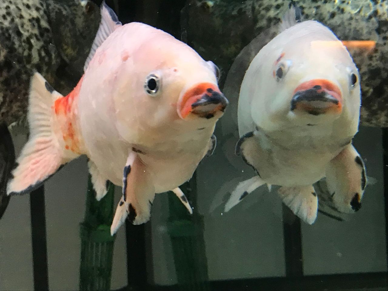 Nahaufnahme von Koi-Fischen