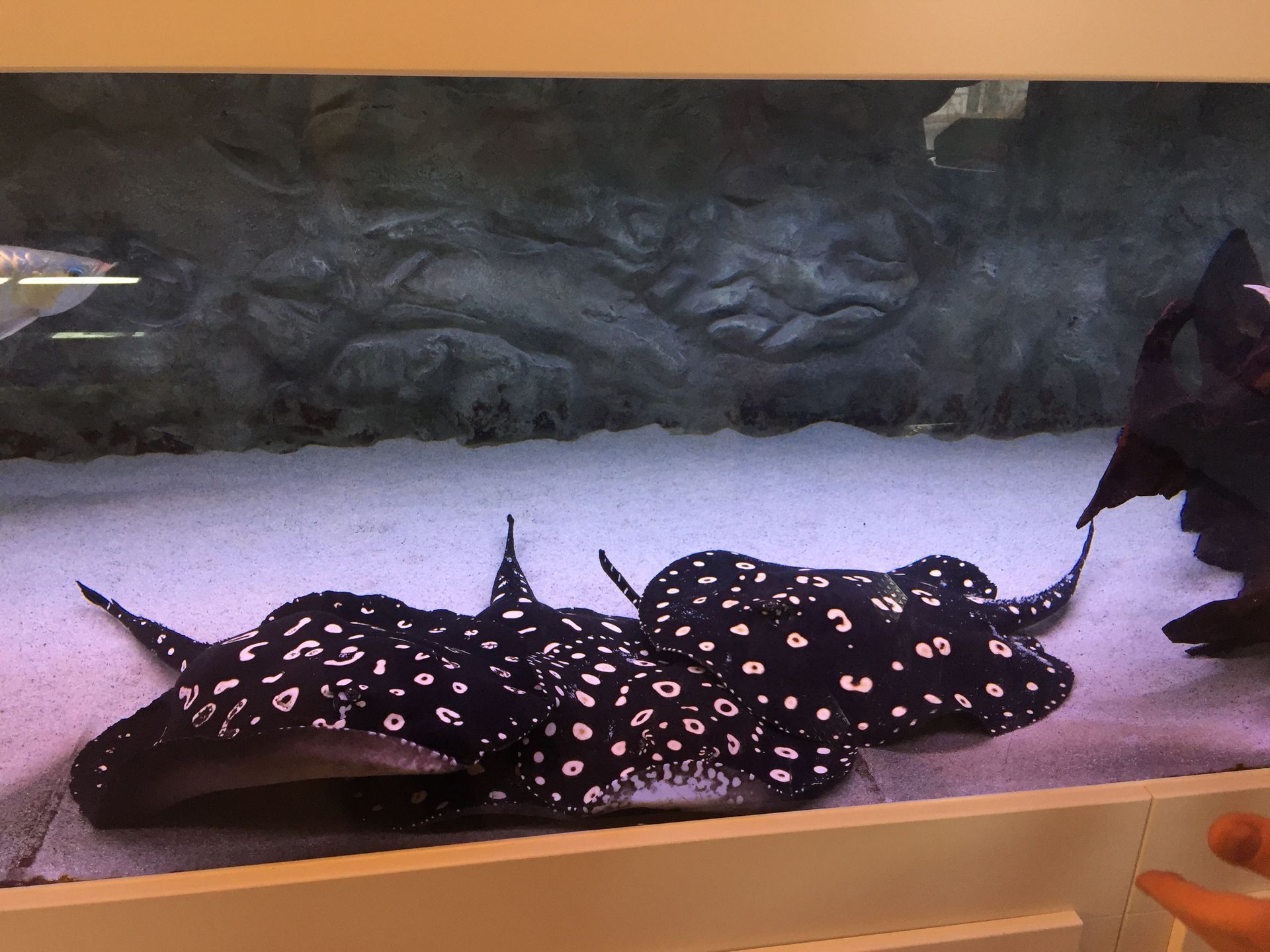 Süßwasserrochen im Aquarium